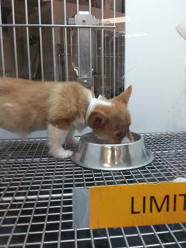 Pet Store «Petland Las Vegas», reviews and photos, 8800 W Charleston Blvd #3, Las Vegas, NV 89145, USA