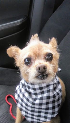 Pet Supply Store «PetSmart», reviews and photos, 1462 Jeffreys Rd, Rocky Mount, NC 27804, USA