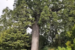 Parry Kauri Park image