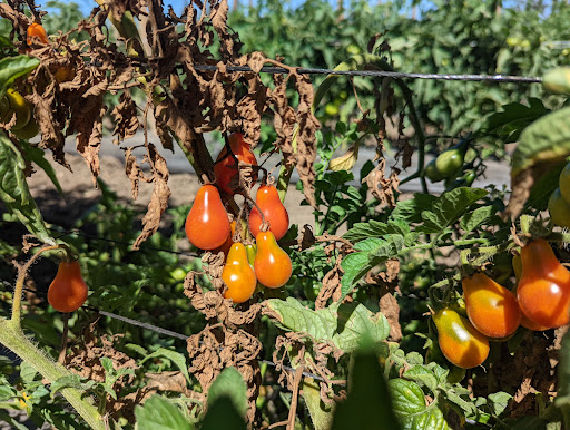 Produce Market «Underwood Family Farms», reviews and photos, 3370 Sunset Valley Rd, Moorpark, CA 93021, USA