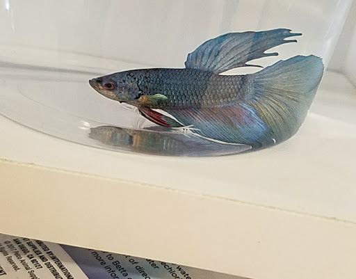 Pet Supply Store «Petco Animal Supplies», reviews and photos, 2242 N Richmond Rd, McHenry, IL 60051, USA