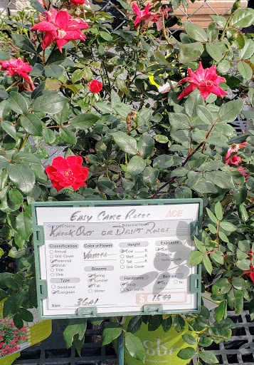 Hardware Store «Vision Ace Hardware», reviews and photos, 8538 Gunn Hwy #10, Odessa, FL 33556, USA