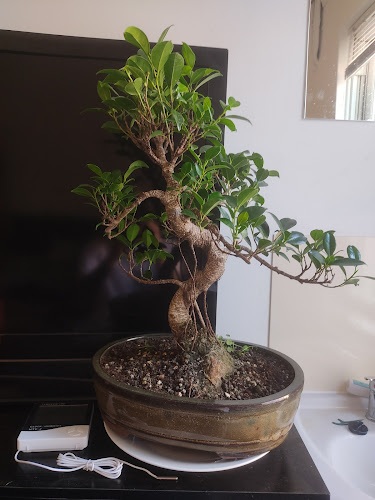 Comments and reviews of Bonsai-Ko
