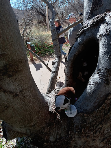 National Park «Montezuma Castle National Monument», reviews and photos, Montezuma Castle Rd, Camp Verde, AZ 86335, USA