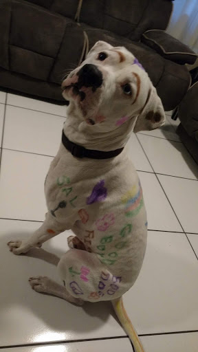 Pet Supply Store «Petco Animal Supplies», reviews and photos, 2434 W Brandon Blvd, Brandon, FL 33511, USA