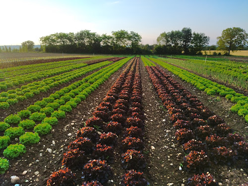 Épicerie Le jardin du desert Chazey-sur-Ain