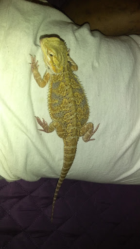 Pet Store «Petland Discounts - Pitkin Avenue», reviews and photos, 1689 Pitkin Ave, Brooklyn, NY 11212, USA