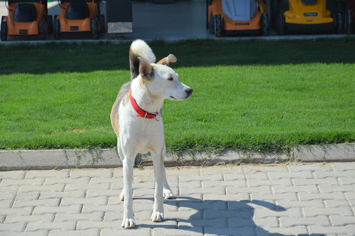 Botanıca Pet & Garden