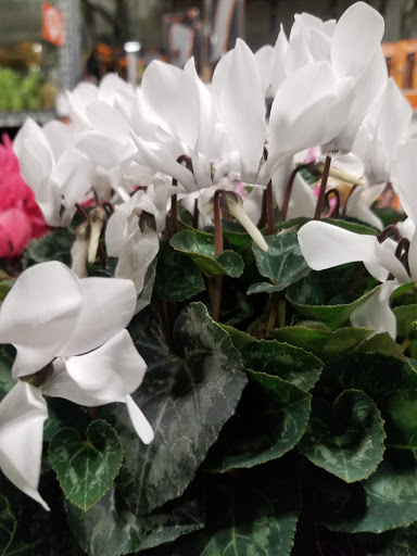 Home Improvement Store «The Home Depot», reviews and photos, 12275 Price Club Plaza, Fairfax, VA 22030, USA