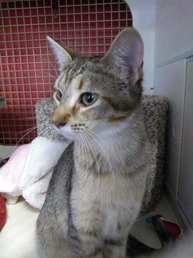 Pet Supply Store «Petco Animal Supplies», reviews and photos, 2515 W Mason St, Green Bay, WI 54303, USA