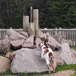 Photo n° 3 de l'avis de Laetitia.a fait le 28/03/2023 à 16:14 pour Ferme des animaux à Hattigny