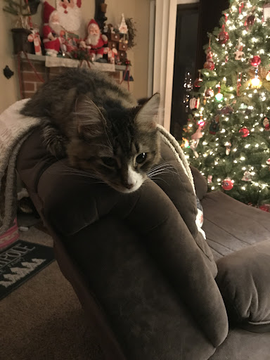 Animal Shelter «Humane Society of Ocean City», reviews and photos, 1 Shelter Rd, Ocean City, NJ 08226, USA