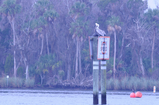 Tourist Attraction «Fun 2 Dive - Swim with Manatees», reviews and photos, 135 NE 3rd St, Crystal River, FL 34429, USA