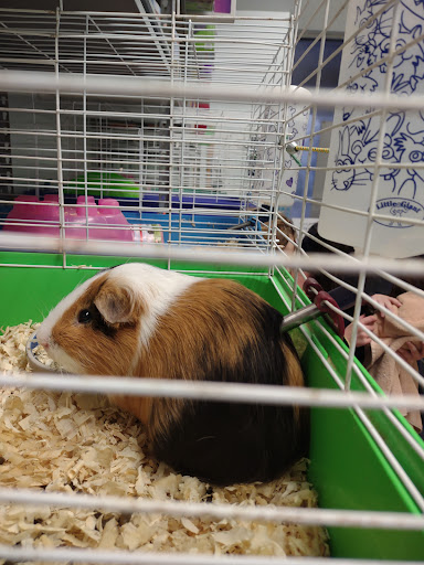 Pet Store «Animal Ark», reviews and photos, 2730 Brookdale Dr, Kingwood, TX 77339, USA