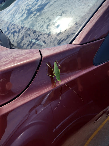 Department Store «Walmart Supercenter», reviews and photos, 2700 Ridge Point Dr, High Ridge, MO 63049, USA