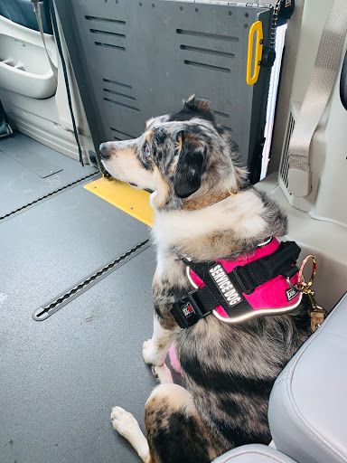 Pet Supply Store «Pet People Los Gatos», reviews and photos, 514 N Santa Cruz Ave, Los Gatos, CA 95030, USA