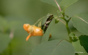 Barnes Preserve - photo 17