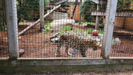 Zoo «Capron Park Zoo», reviews and photos, 201 County St, Attleboro, MA 02703, USA