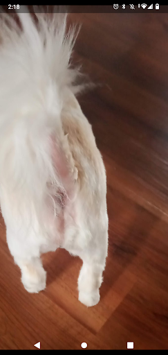 Pet Supply Store «PetSmart», reviews and photos, 10697 E US Hwy 36, Avon, IN 46123, USA