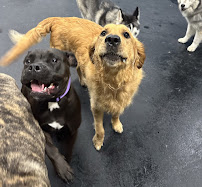 Dogtopia of West Midtown - Photo 4 - Car repair in Atlanta, GA, Atlanta