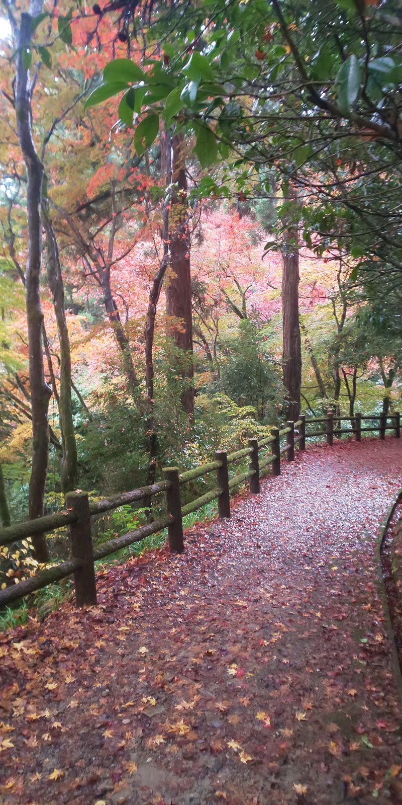 加茂山公園 モミジ谷