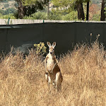 Photo n° 2 de l'avis de Vincent.. fait le 01/08/2023 à 11:14 pour Corsica Zoo à Olmeta-di-Tuda