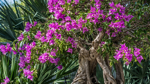 Botanical Garden «Heathcote Botanical Gardens», reviews and photos, 210 Savannah Rd, Fort Pierce, FL 34982, USA