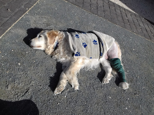 Kaneko Clínica Veterinaria en Murcia