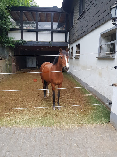 Dr.med.vet. Axel Wessling unter Siegen, Nordrhein-Westfalen