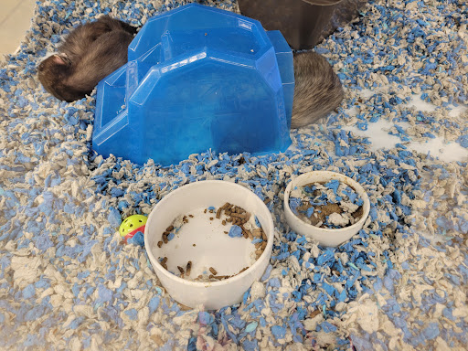 Pet Supply Store «Petco Animal Supplies», reviews and photos, 2358 S Range Ave, Denham Springs, LA 70726, USA