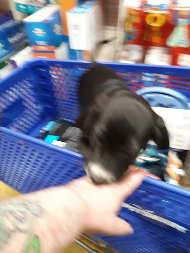Pet Supply Store «PetSmart», reviews and photos, 1600 N Jackson St #310, Tullahoma, TN 37388, USA