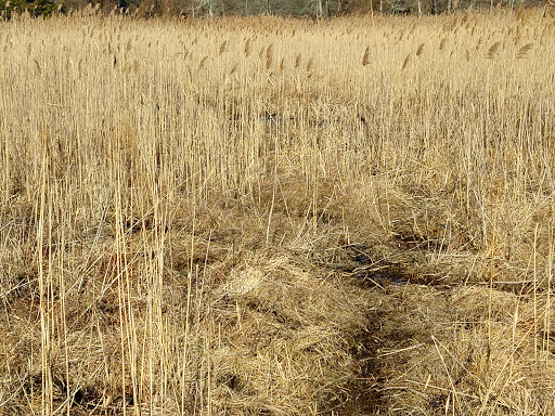State Park «Cape May Point State Park», reviews and photos, Light House Ave, Cape May Point, NJ 08212, USA