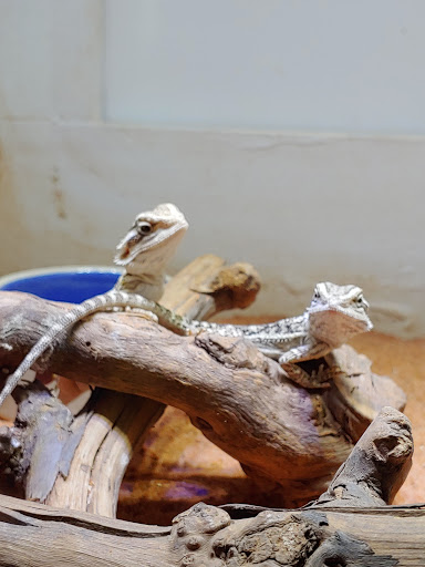 Pet Store «Pets Plus-Reptiles & Exotic», reviews and photos, 421 West Ave, Lockport, NY 14094, USA