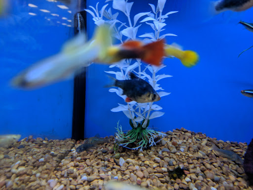 Pet Supply Store «Petco Animal Supplies», reviews and photos, 51 Middlesex Turnpike, Burlington, MA 01803, USA