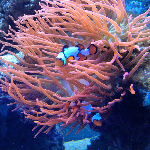 Tropical Fish Store «Fishy Business», reviews and photos, 911 E Church St, Lexington, TN 38351, USA