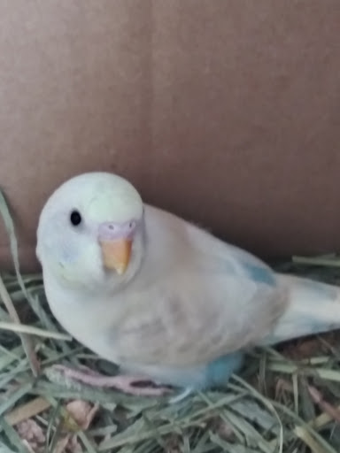 Pet Supply Store «Pet Supplies Plus», reviews and photos, 1237 Concord Pkwy N, Concord, NC 28025, USA