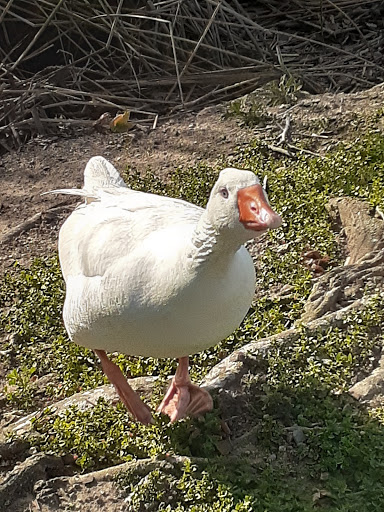 Pet Supply Store «Petco Animal Supplies», reviews and photos, 5961 Warner Ave, Huntington Beach, CA 92649, USA