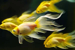 Esakki Raja Live Fish Aquarium image