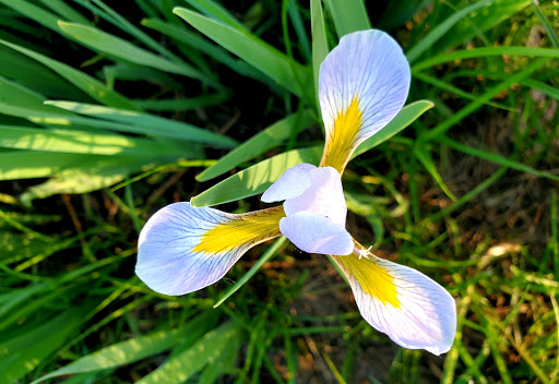 Non-Profit Organization «Aldo Leopold Nature Center», reviews and photos, 330 Femrite Dr, Madison, WI 53716, USA