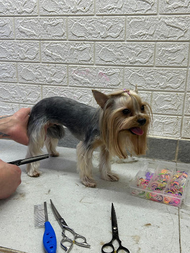 Luna Groomer | Şişli İstanbul - Evcil Hayvan Kuaförü