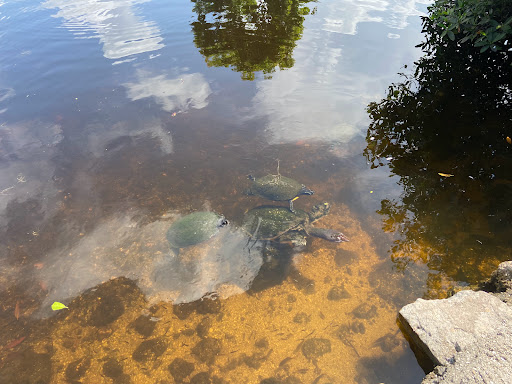 Theme Park «Dinosaur World», reviews and photos, 5145 Harvey Tew Rd, Plant City, FL 33565, USA