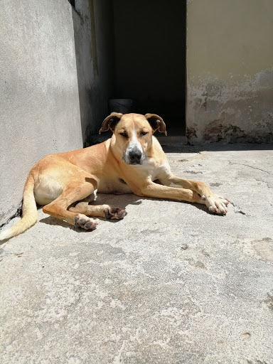 Cachorros para venda Lisbon