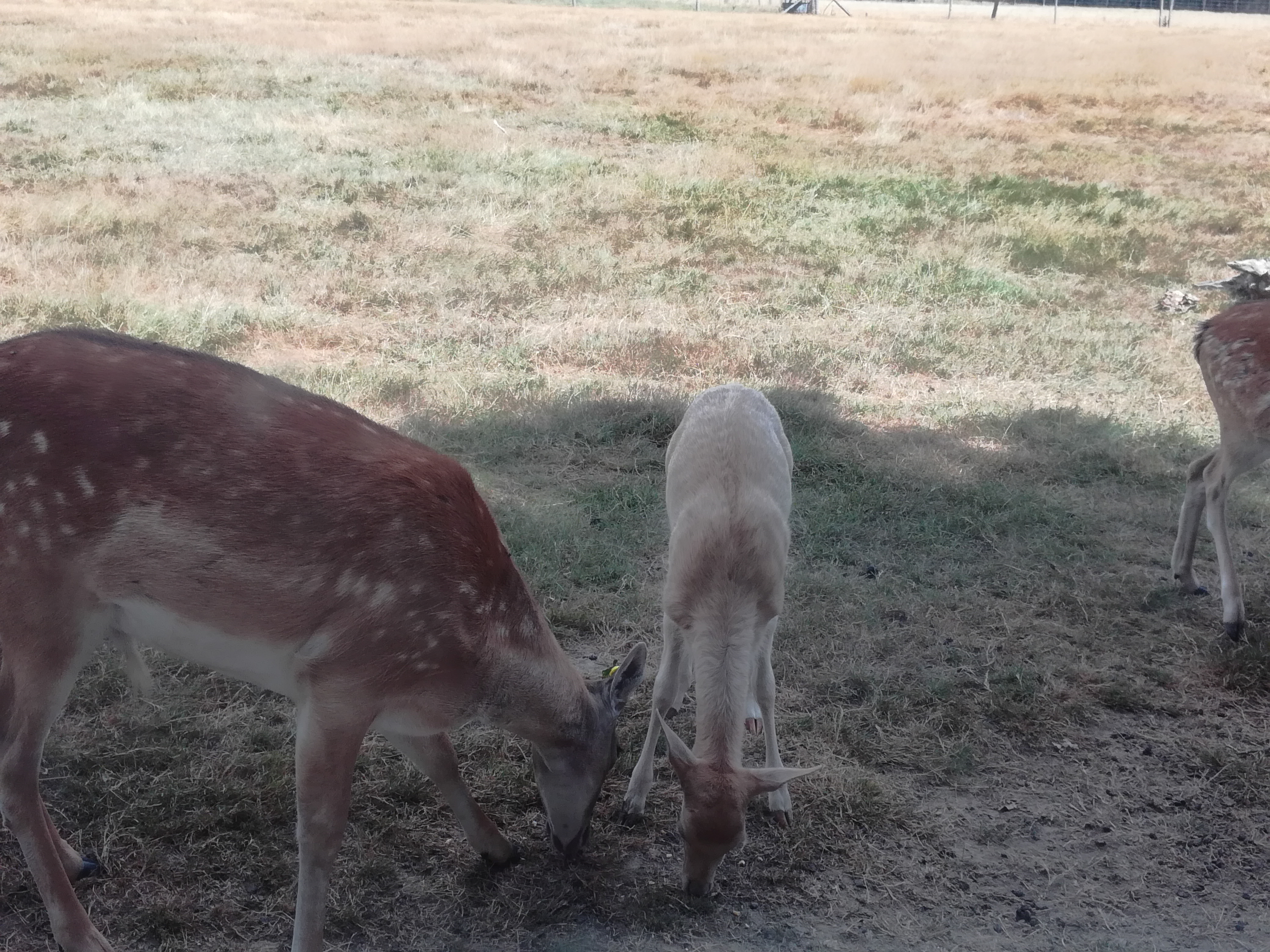 Photo n° 6 de l'avis de Chochotte.5 fait le 18/08/2018 à 19:13