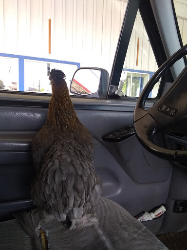 Ford Dealer «Ukiah Ford», reviews and photos, 1170 S State St, Ukiah, CA 95482, USA