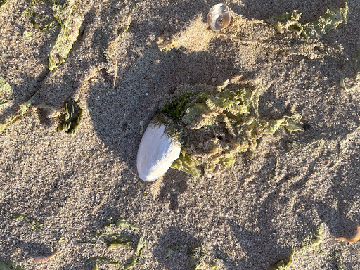 Park «Morse Park», reviews and photos, Morse Ave, West Haven, CT 06516, USA