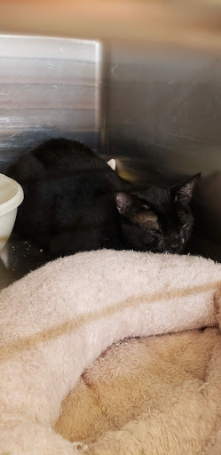 Pet Supply Store «PetSmart», reviews and photos, 45 Park Pl Dr, Covington, LA 70433, USA