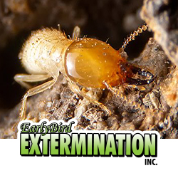 EarlyBird Extermination, Inc.