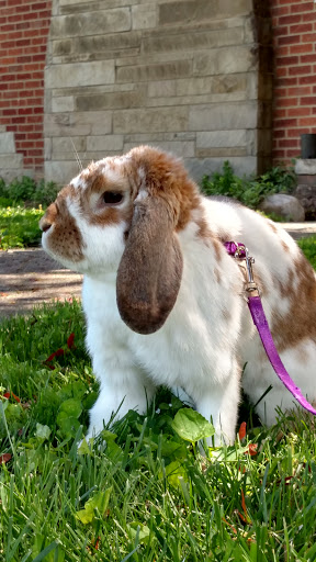 Pet Supply Store «Petco Animal Supplies», reviews and photos, 29560 W Seven Mile Rd, Livonia, MI 48152, USA