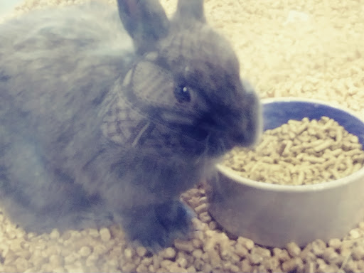 Pet Groomer «We Lov Pets», reviews and photos, 3853 Northpointe Dr, Zanesville, OH 43701, USA