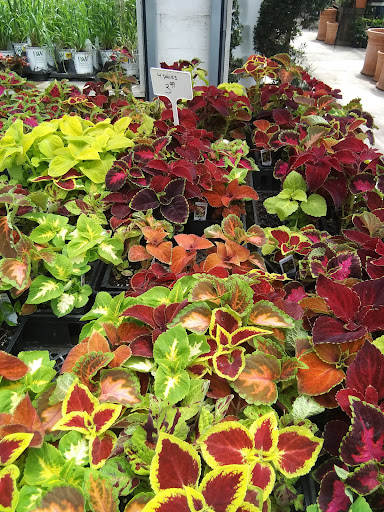 Greenhouse «Rose Floral & Greenhouse», reviews and photos, 14298 60th St N, Stillwater, MN 55082, USA